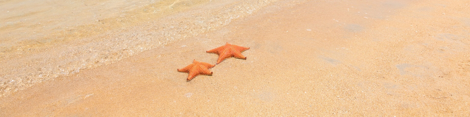 Two sea starfish on the tropical sand