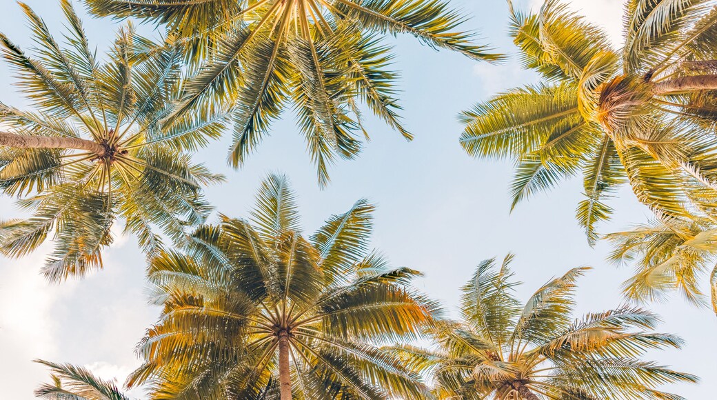 South Palm Park Neighborhood Association