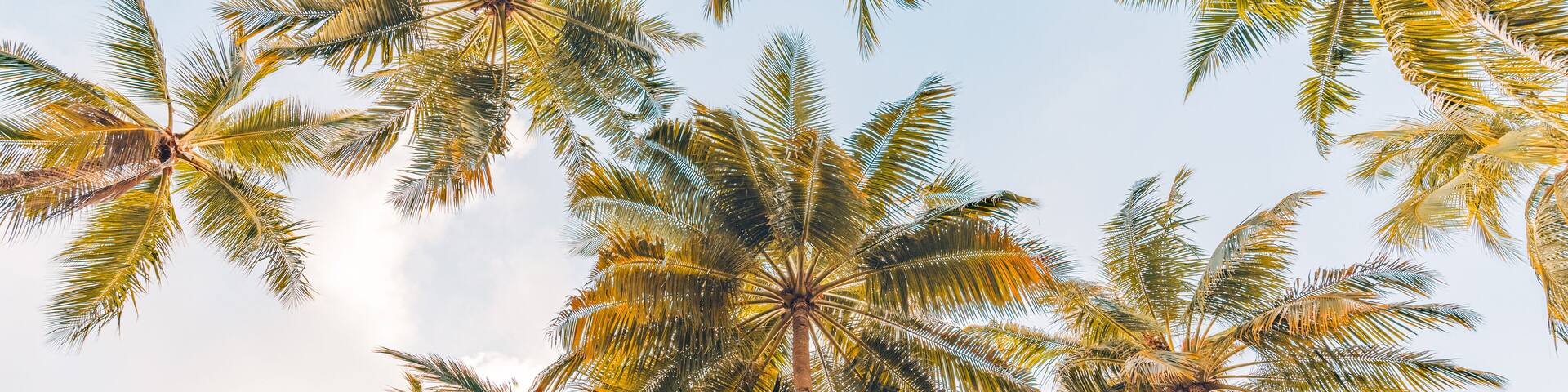 Summer beach background palm trees against blue sky banner panorama, travel destination. Tropical beach background with palm trees silhouette at sunset. Vintage effect. Meditation peaceful nature view