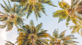 South Palm Park Neighborhood Association