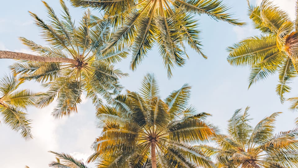 Summer beach background palm trees against blue sky banner panorama, travel destination. Tropical beach background with palm trees silhouette at sunset. Vintage effect. Meditation peaceful nature view