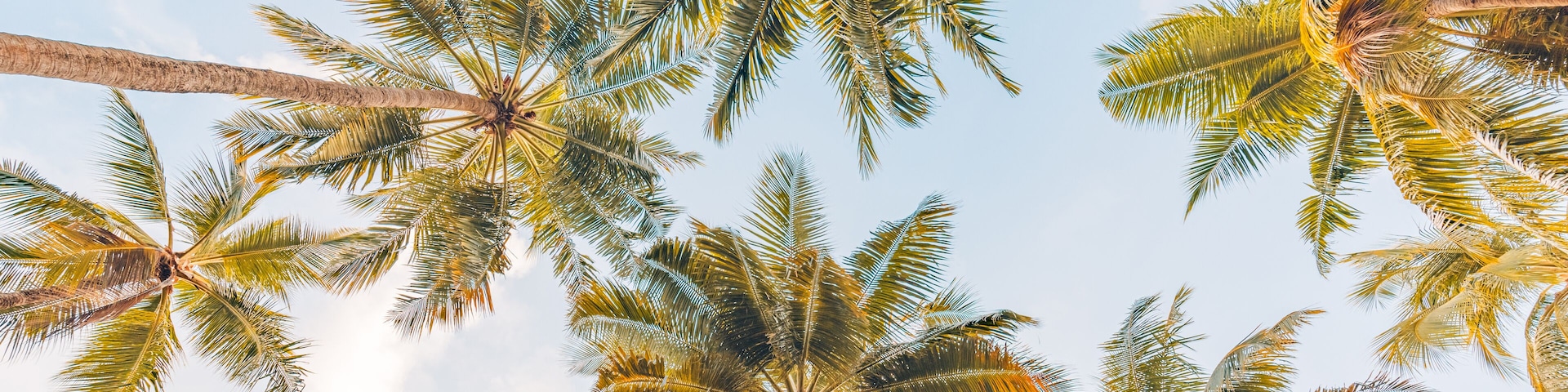 Summer beach background palm trees against blue sky banner panorama, travel destination. Tropical beach background with palm trees silhouette at sunset. Vintage effect. Meditation peaceful nature view