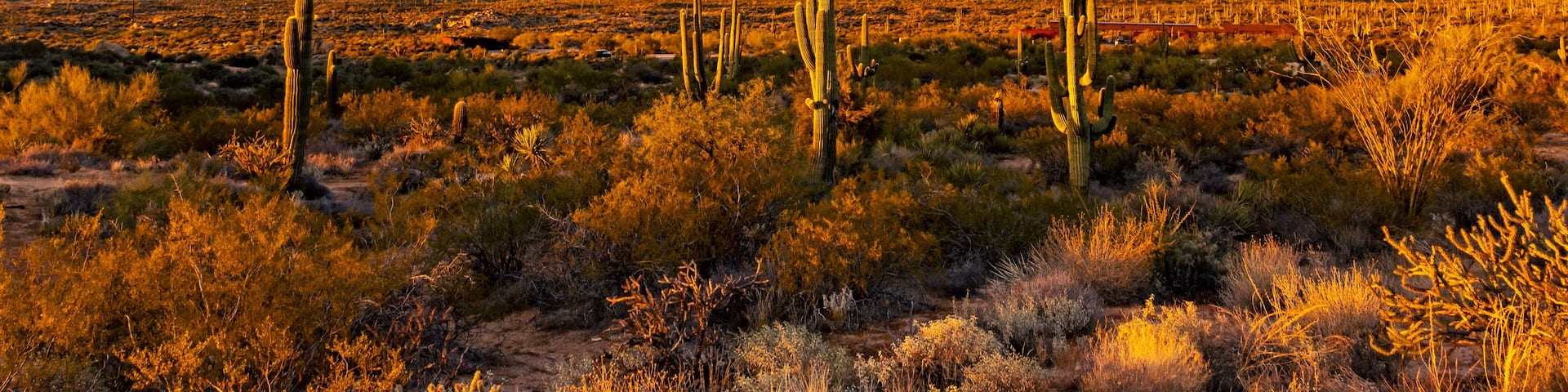 Dusk Time At Browns Ranch Desert Preserve In North Scottsdale, AZ