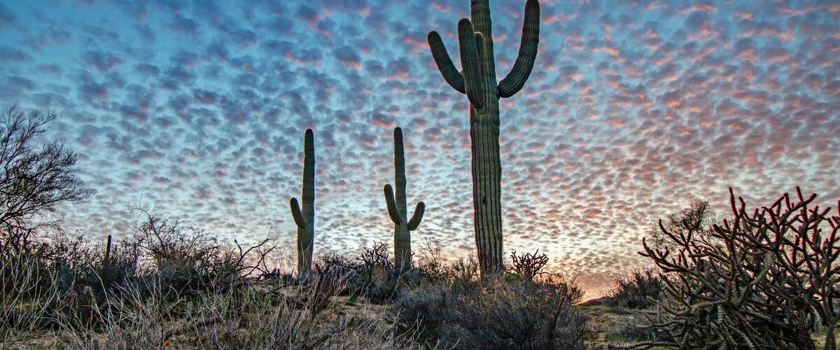 Desert Skies At Sunset With Saguaro Cactus