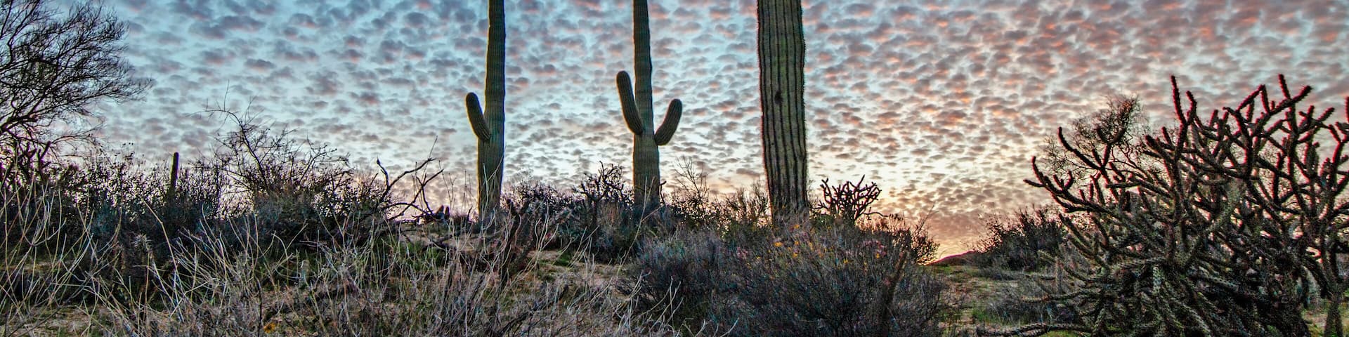Desert Skies At Sunset With Saguaro Cactus