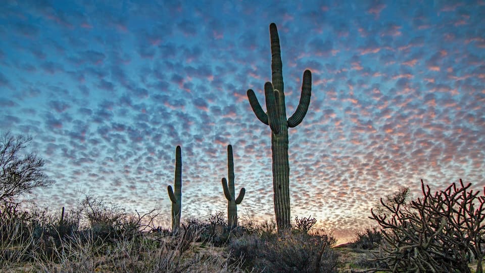 Desert Skies At Sunset With Saguaro Cactus