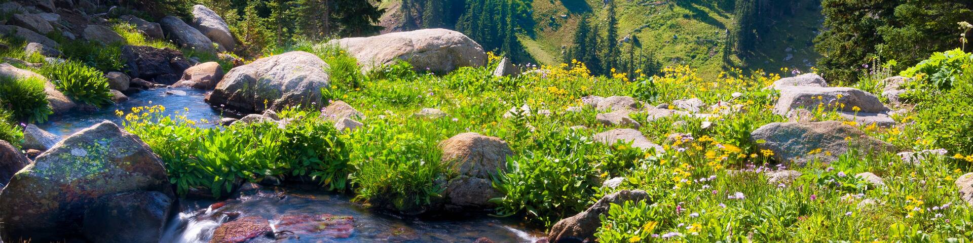 A mountain stream with clear water flowing over rocks, surrounded by lush greenery and wildflowers.