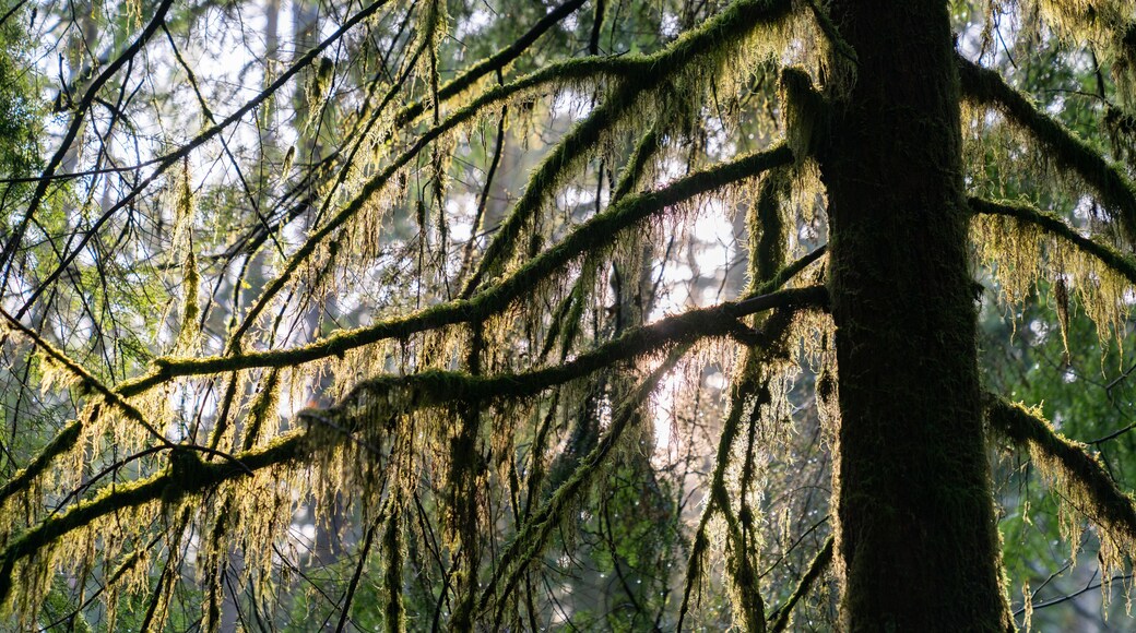 Pleasant Valley