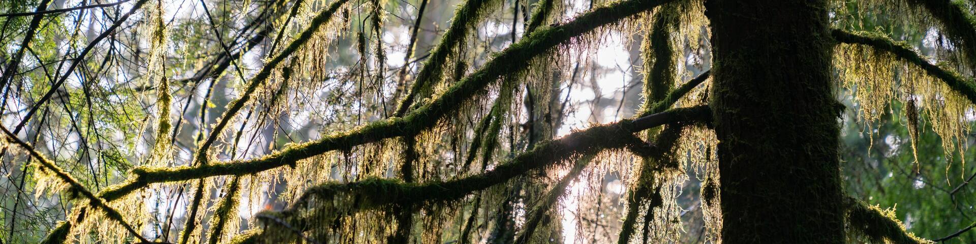 Pacific Northwest Forest Beard Lichen.Beard Lichen hanging from the branches of a tree in the Pacific Northwest.