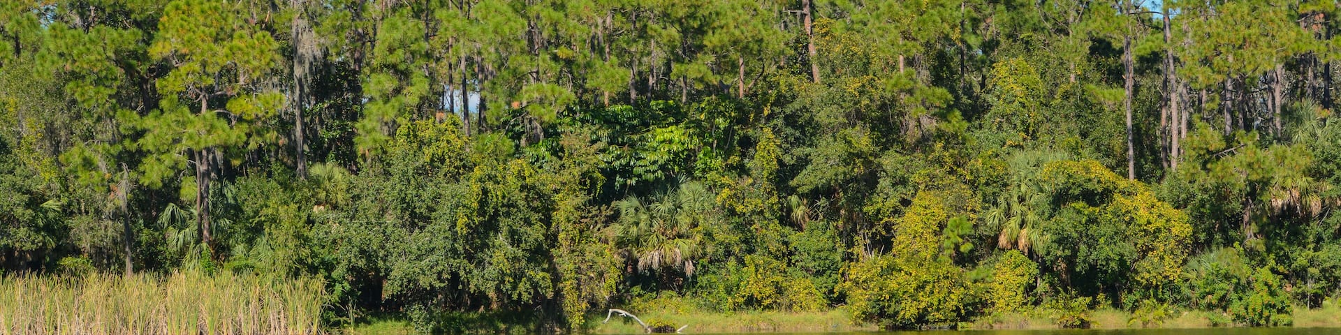 Beautiful view at Lake Seminole, Seminole, Florida