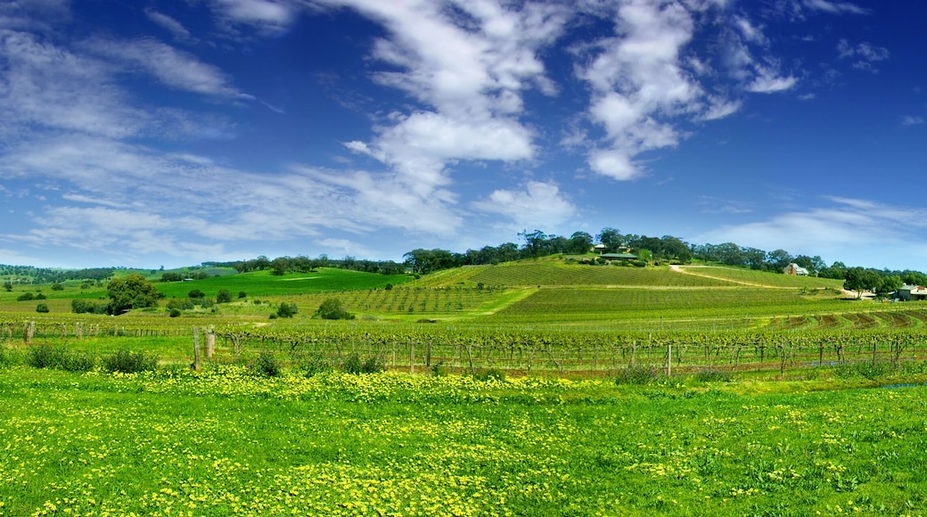 Barossa Valley vinregion