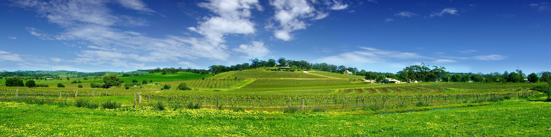 panoramic barossa