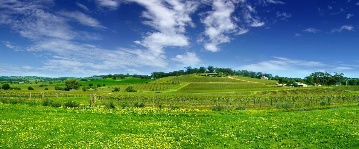 A vineyard with rows of grapevines under a clear blue sky.