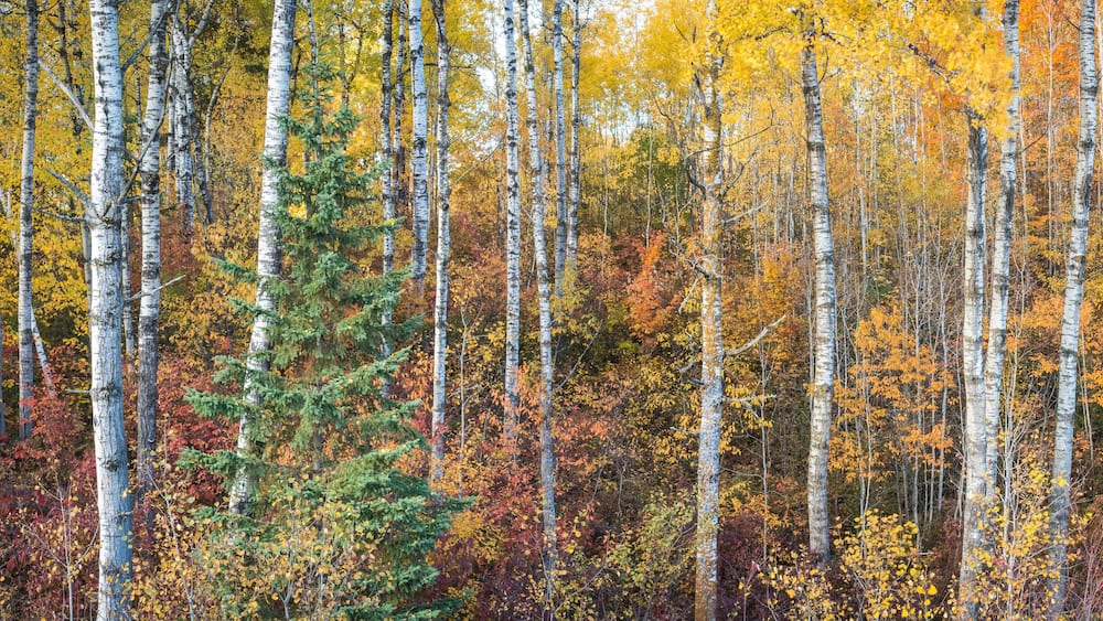 Birch trunks and evergreens mingle with the autumn color in a Northern Wisconsin forest.