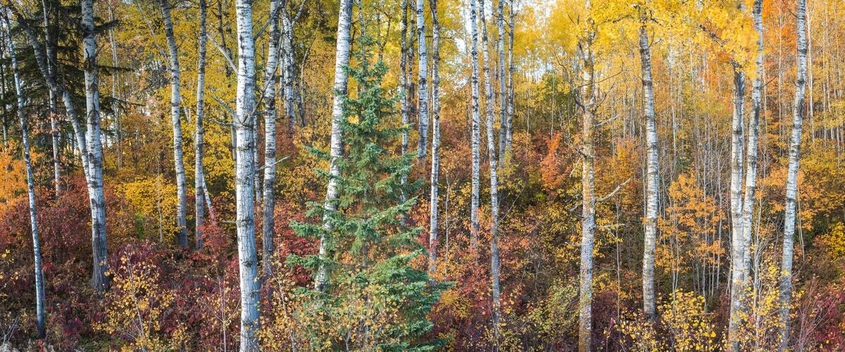 Birch trunks and evergreens mingle with the autumn color in a Northern Wisconsin forest.