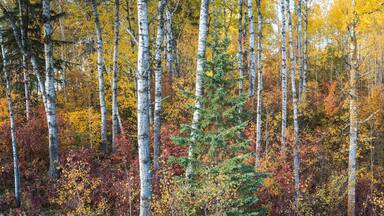 Birch trunks and evergreens mingle with the autumn color in a Northern Wisconsin forest.