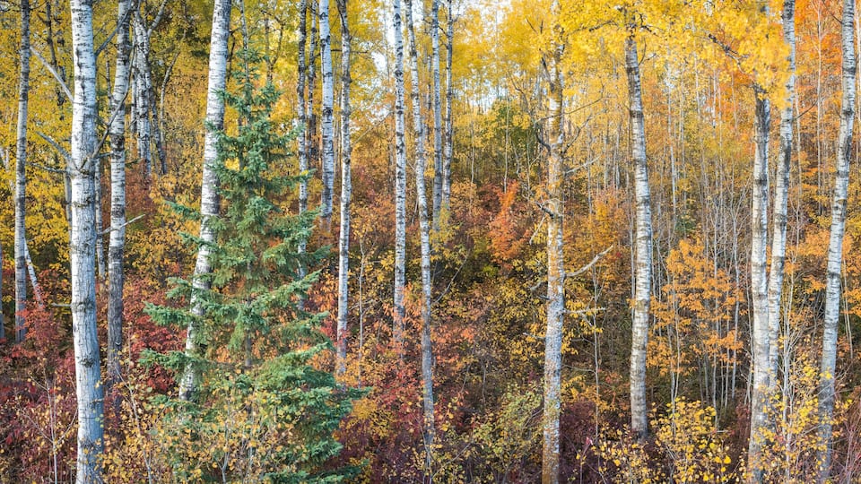 A dense forest with tall birch trees and autumn foliage.