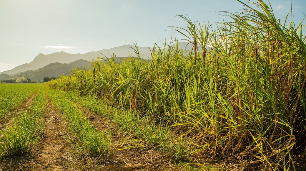 Northern Queensland showing farmland