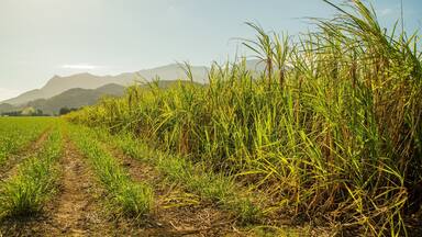 Northern Queensland showing farmland
