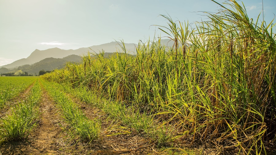 Northern Queensland showing farmland