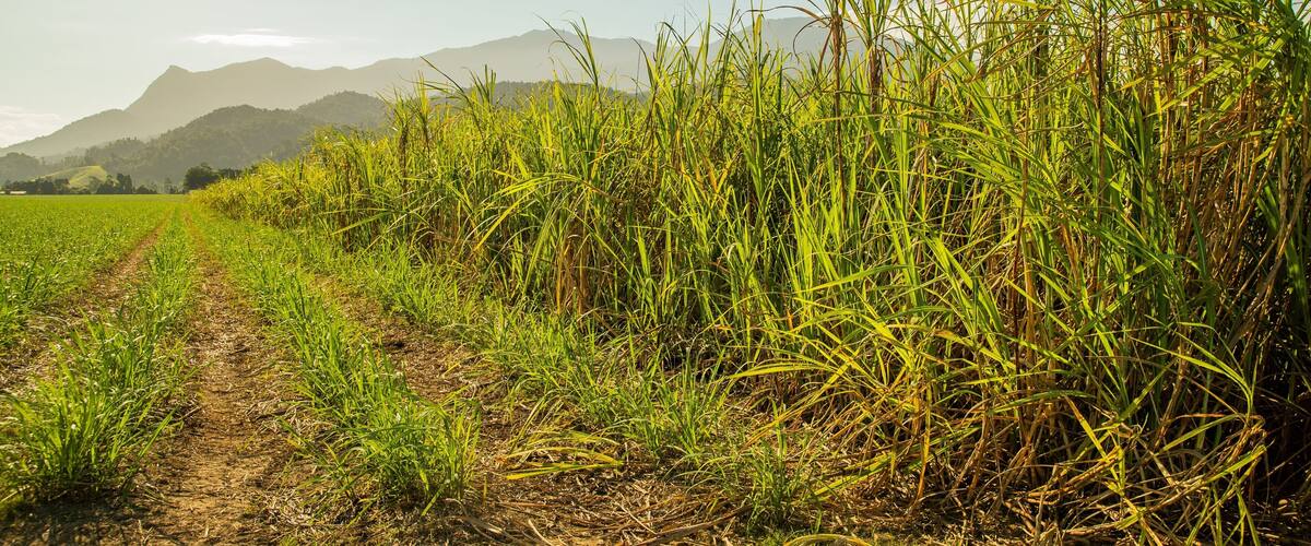 A rural landscape with a dirt path, green crops, and mountains in the background.