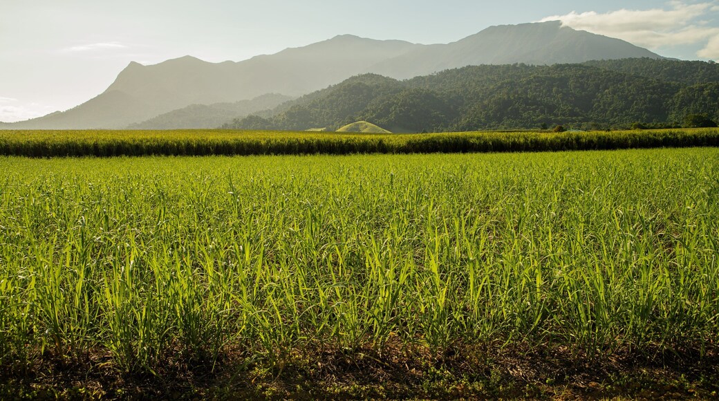Northern Queensland showing farmland and a sunset