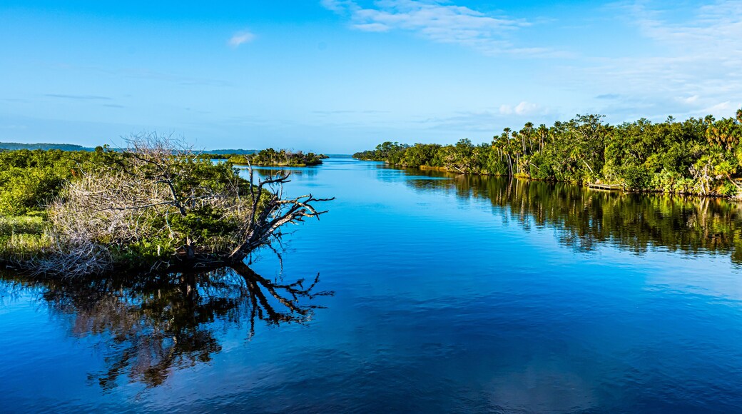 Florida estuary Scene