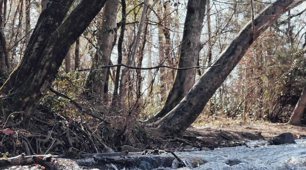 A river rushing with overhanging trees at a state park in Alabama.