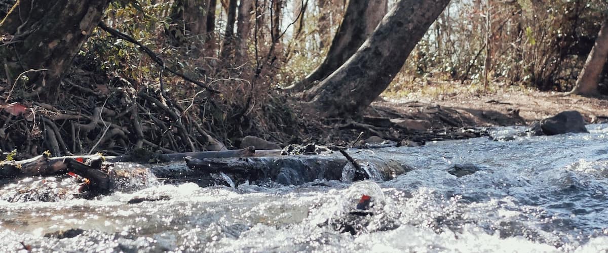 A river rushing with overhanging trees at a state park in Alabama.