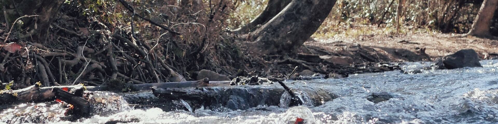 A river rushing with overhanging trees at a state park in Alabama.