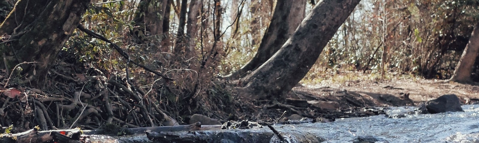 A river rushing with overhanging trees at a state park in Alabama.
