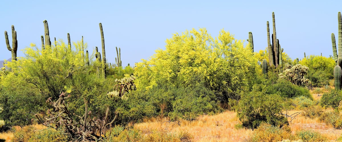 Palo Verde Tree, Sonora Desert, Spring and in bloom