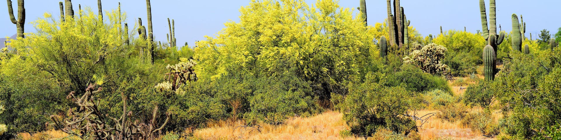 Palo Verde Tree, Sonora Desert, Spring and in bloom