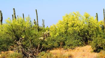 Palo Verde Tree, Sonora Desert, Spring and in bloom