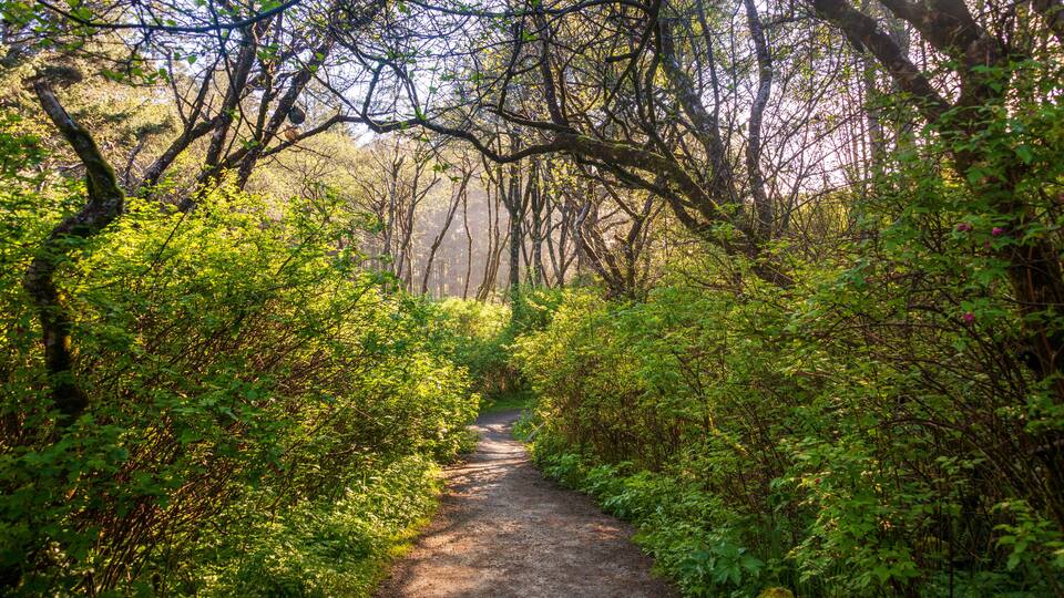 The Ruby Beach Trail in Olympic National Park at Olympic National Park, Washington State