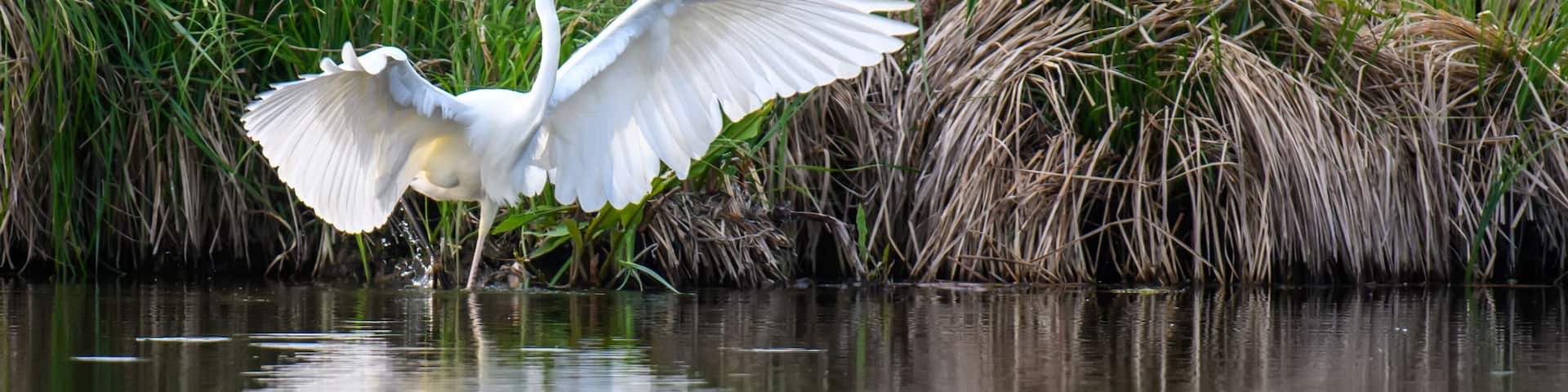 White heron, Great Egret, standing on the lake. Water bird in the nature habitat