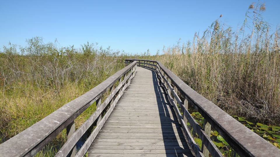 Observation Trail in the Everglades, Florida