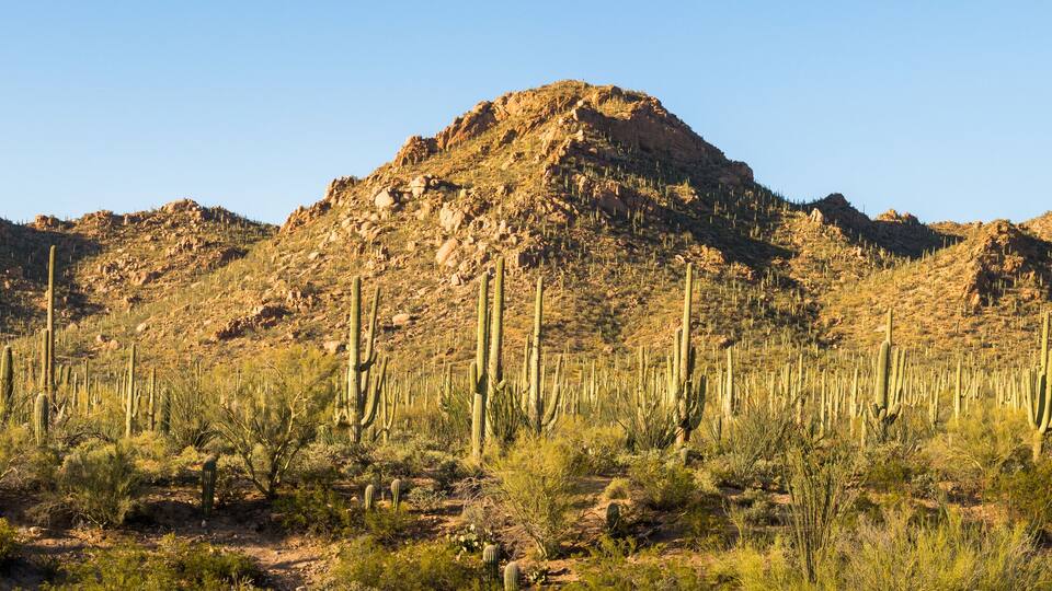 A panoramic view of saguaro and other cacti as they dominate the Sonoran desert landscape