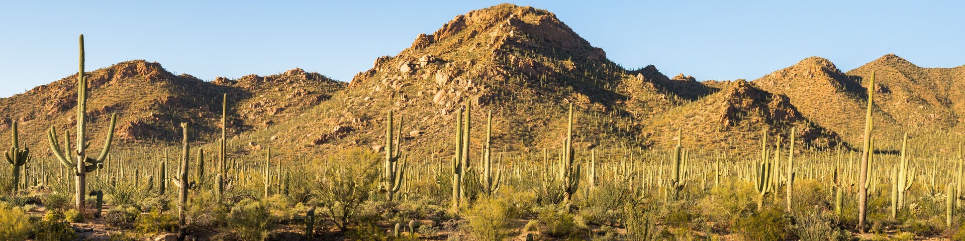 A panoramic view of saguaro and other cacti as they dominate the Sonoran desert landscape
