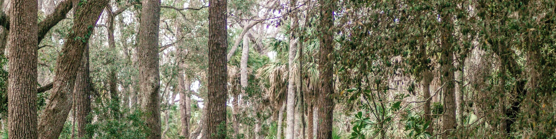 Horseback riding is available in the Sea Pines Resort on Hilton Head Island