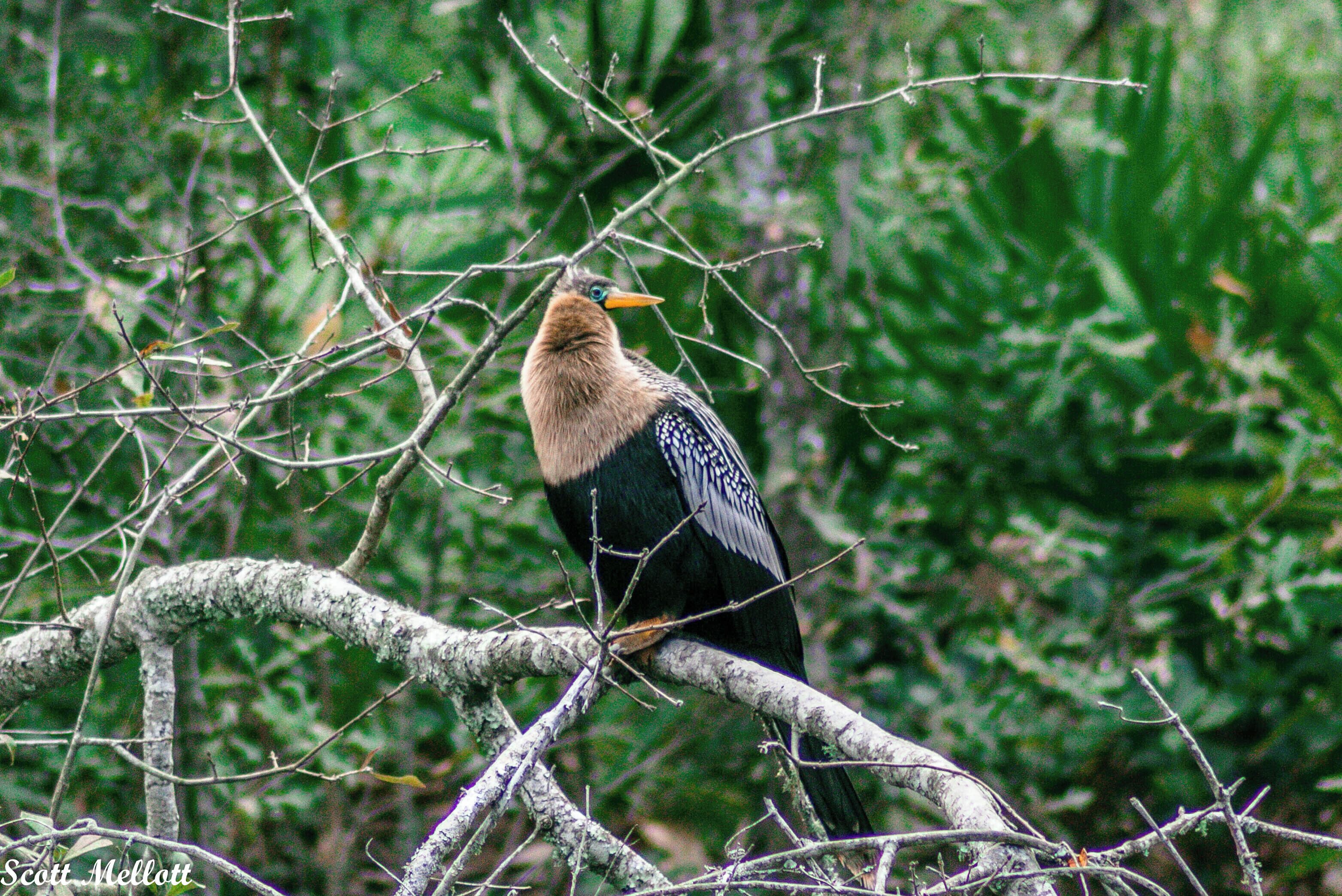 I wish I knew what kind of bird this is . . . . maybe someone that knows can comment.