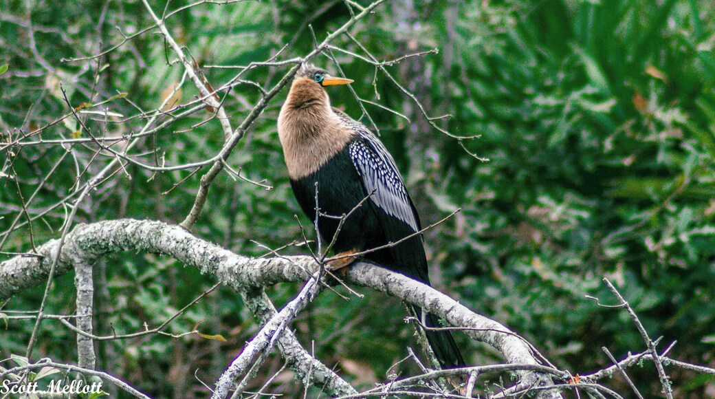 I wish I knew what kind of bird this is . . . . maybe someone that knows can comment.