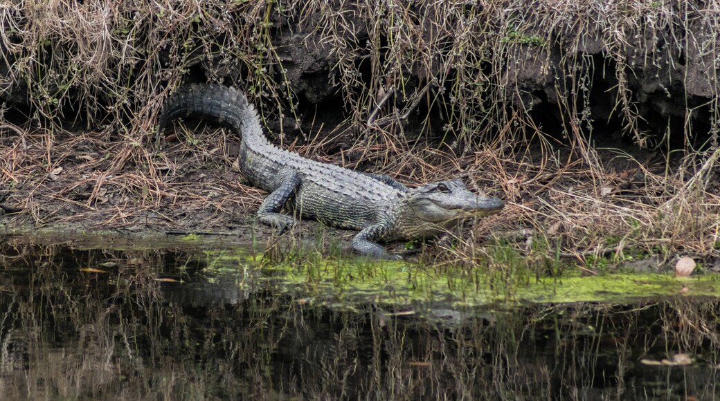 Saw this fellow while on a hike in the Moss Creek Nature Preserve at Hilton Head Island, SC.
