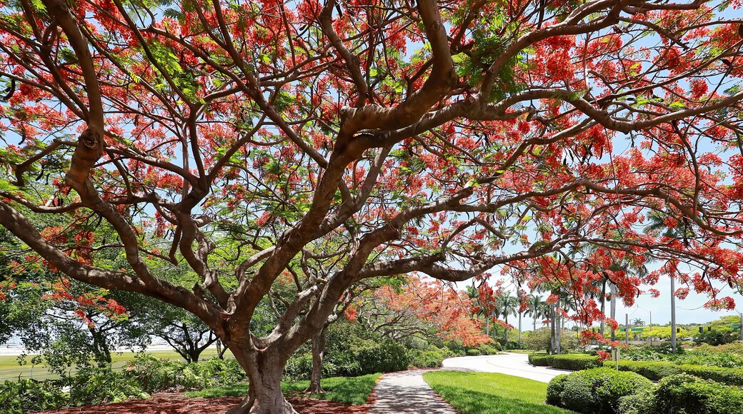 Poinciana Park