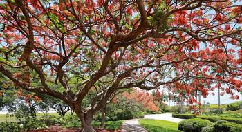 Blooming Royal Poinciana tree cast dramatic shadows in a public park in Fort Lauderdale, Florida, USA.