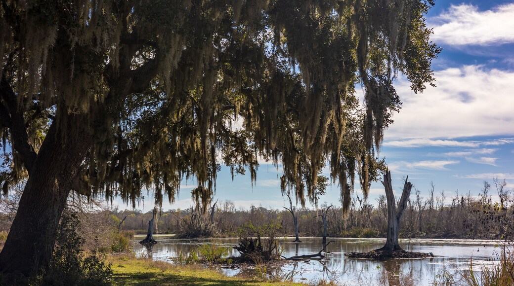 Sunny day at the Brazos Bend State Park