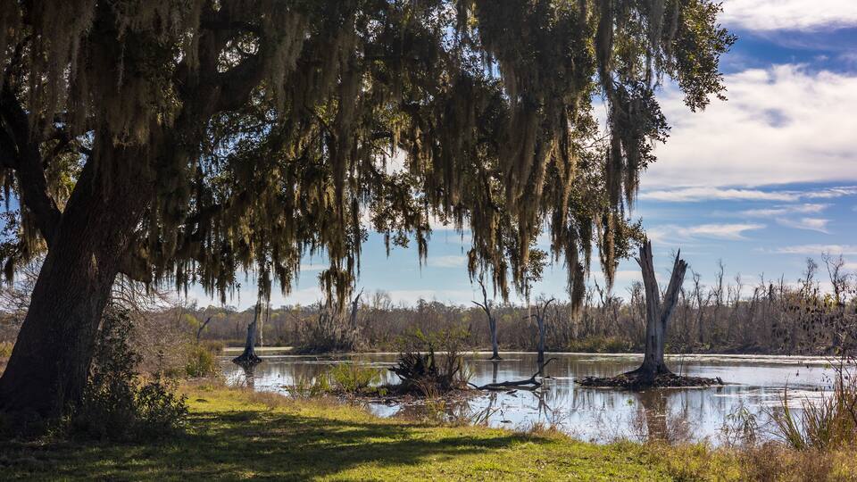 Sunny day at the Brazos Bend State Park