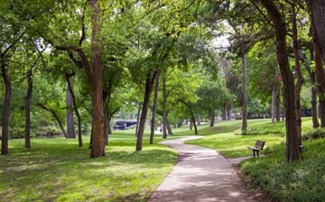 Oak Lawn Tree-Lined Walking Path Tree-lined walking path in Oak Lawn Dallas with shaded sidewalks and greenery