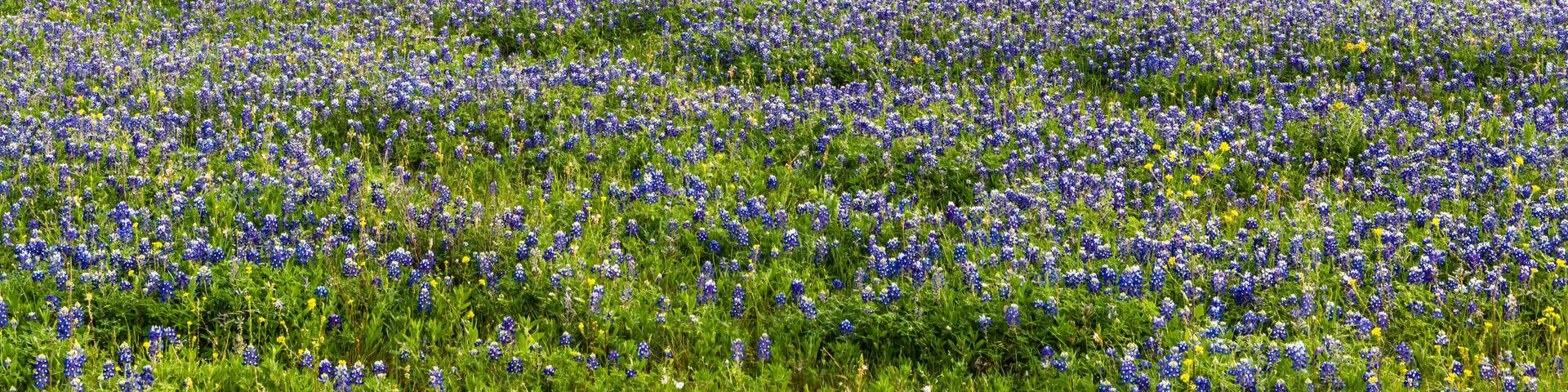 field of Texas bluebonnets