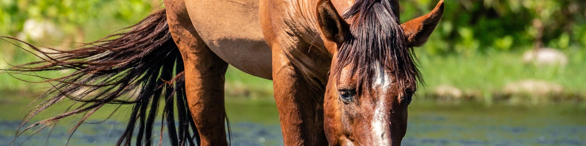Wild Horses Along the Salt River in the Aizona Tonto National Forest
